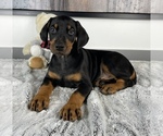 Small Photo #5 Doberman Pinscher Puppy For Sale in FRANKLIN, IN, USA