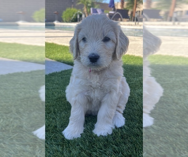 Medium Photo #58 Goldendoodle Puppy For Sale in PHOENIX, AZ, USA