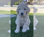 Small Photo #58 Goldendoodle Puppy For Sale in PHOENIX, AZ, USA