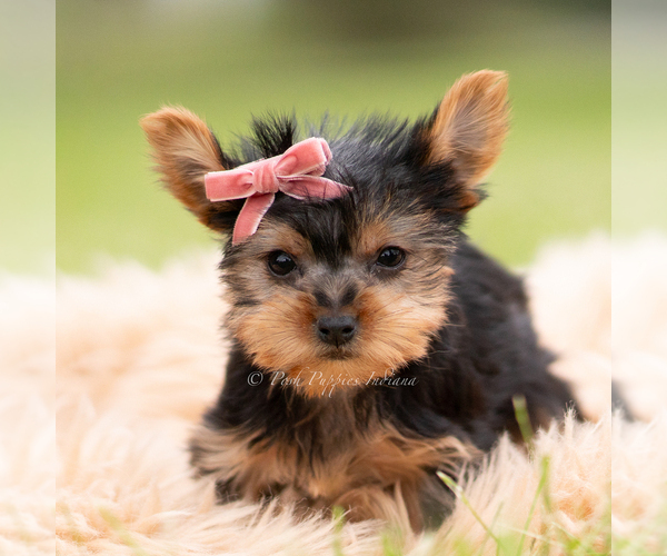 Medium Photo #1 Yorkshire Terrier Puppy For Sale in WARSAW, IN, USA