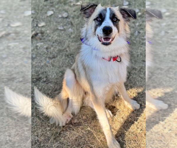 Medium Photo #7 Anatolian Shepherd Puppy For Sale in Great Bend, KS, USA