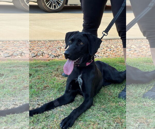 Medium Photo #12 German Shorthaired Lab Puppy For Sale in San Diego, CA, USA