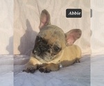 Small Photo #6 French Bulldog Puppy For Sale in POMEROY, OH, USA