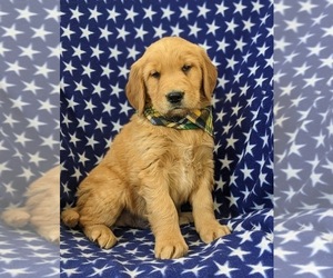 Golden Retriever Puppy for sale in OXFORD, PA, USA
