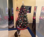 Small #2 Boxer Mix