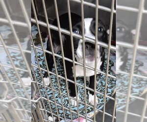 Mutt Dogs for adoption in Decatur, IL, USA