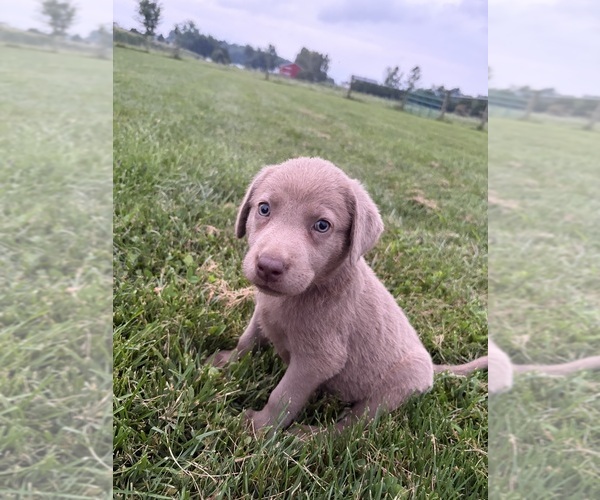 Medium Photo #4 Labrador Retriever Puppy For Sale in MIDDLEBURY, IN, USA