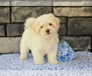 ShihPoo Puppy for sale in MILLERSBURG, OH, USA