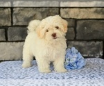 Small ShihPoo