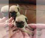 Small #2 Pug