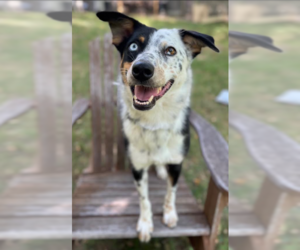 Paisley in RI - Female Australian Shepherd-Unknown Mix Dog for Adoption - Photo #7