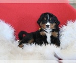 Small Photo #2 Bernese Mountain Dog Puppy For Sale in SUGARCREEK, OH, USA