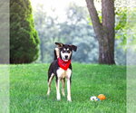 Small #7 Siberian Husky Mix