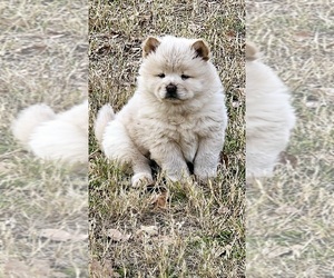 Chow Chow Puppy for sale in MALAKOFF, TX, USA