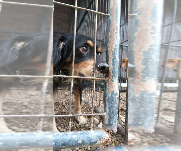 Medium Photo #4 Cocker Spaniel Puppy For Sale in Foristell, MO, USA