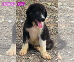 Small #2 Great Pyrenees Mix