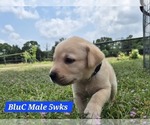 Small #8 Labrador Retriever