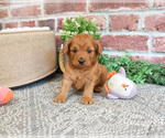 Small #3 Cavapoo