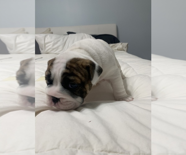 Medium Photo #3 English Bulldog Puppy For Sale in HAMBURG, NJ, USA