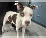 Small #8 Boxer Mix