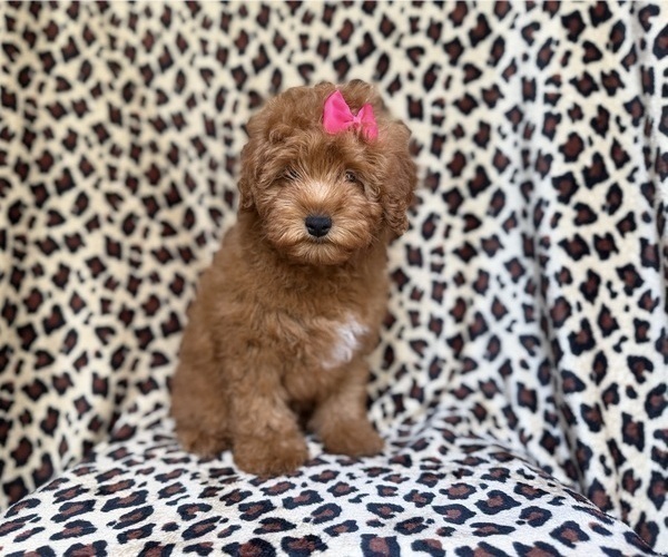 Medium Photo #5 Aussiedoodle Miniature  Puppy For Sale in LAKELAND, FL, USA