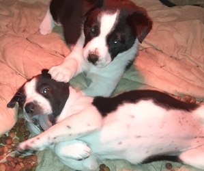 Australian Cattle Dog-Border Collie Mix Puppy for sale in ARLINGTON, WA, USA