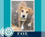 Small #1 Labrador Retriever Mix