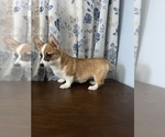 Small #7 Pembroke Welsh Corgi