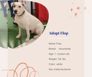 Flop - Male Mutt Dog for Adoption - Photo #2