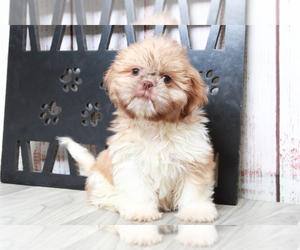 Shih Tzu Puppy for sale in MARIETTA, GA, USA