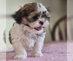 Small Shih-Poo