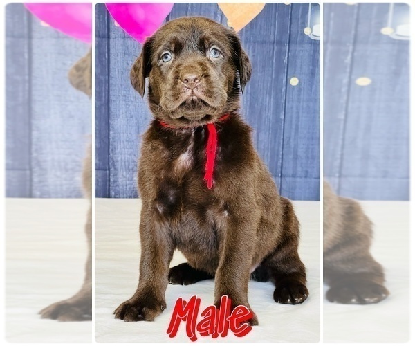 Medium Photo #3 Labrador Retriever Puppy For Sale in BURNS, TN, USA