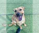 Small Labrador Retriever Mix