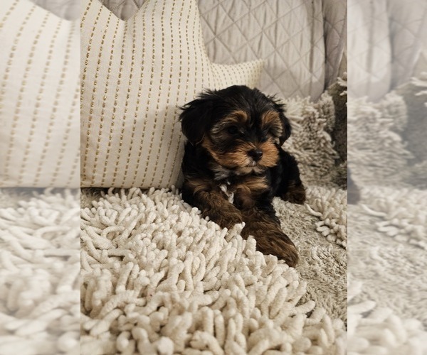 Medium Photo #3 Yorkshire Terrier Puppy For Sale in SALEM, OR, USA