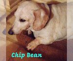 Small Photo #22 Dachshund Puppy For Sale in San Antonio, TX, USA