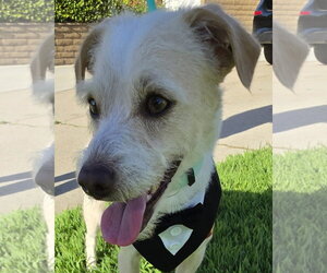 Mutt Dogs for adoption in Corona, CA, USA