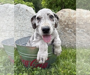 Great Dane Puppy for sale in MIDDLEBURY, IN, USA