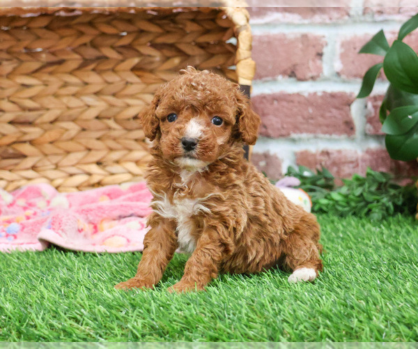 Medium Photo #12 Poodle (Miniature) Puppy For Sale in SYRACUSE, IN, USA