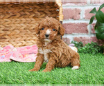 Small #11 Poodle (Miniature)