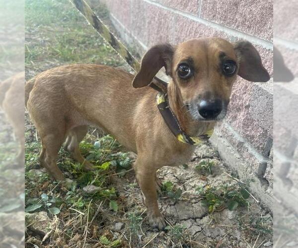 Medium Photo #3 Dachshund-Unknown Mix Puppy For Sale in San Antonio, TX, USA