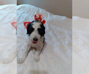 Labradoodle-Labrador Retriever Mix Puppy for sale in BOSTON, TX, USA