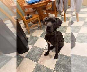 Great Dane-Unknown Mix Dogs for adoption in New York, NY, USA