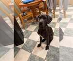 Diamond (AL) - Female Great Dane-Unknown Mix Dog for Adoption - Small photo