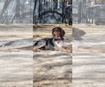 Small #5 Bluetick Coonhound