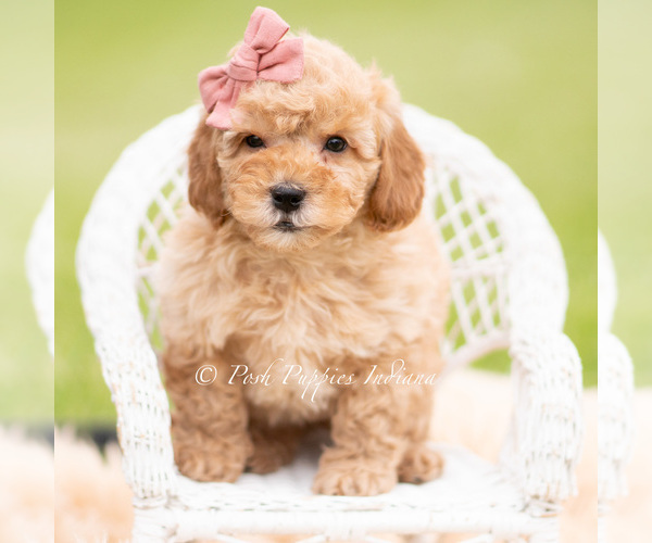 Medium Photo #1 Goldendoodle (Miniature) Puppy For Sale in WARSAW, IN, USA