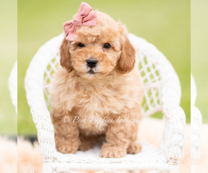 Medium Goldendoodle (Miniature)