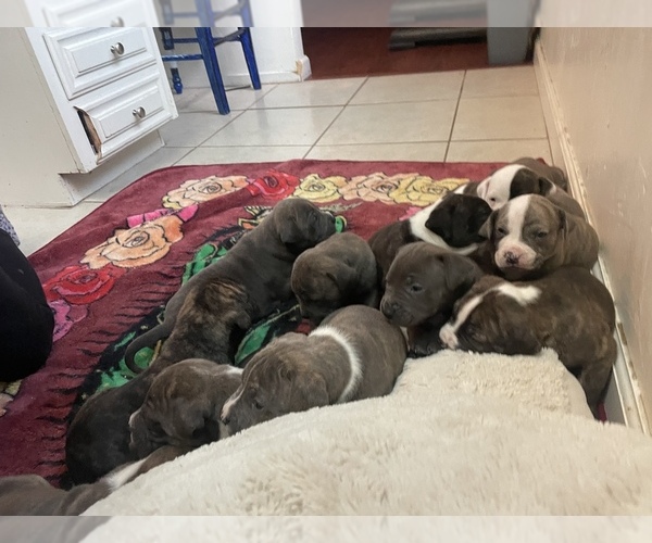 Medium Photo #1 American Pit Bull Terrier Puppy For Sale in BAKERSFIELD, CA, USA