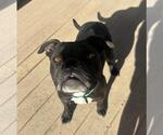 Small #2 Boxer Mix