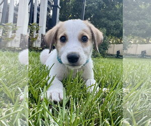 Anatolian Pyrenees Dogs for adoption in MIDWAY, UT, USA