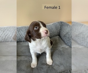 Brittany Puppy for sale in GOOD THUNDER, MN, USA